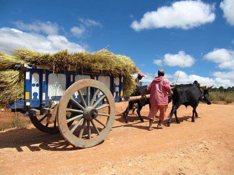 Transporting the rice harvest in Madagascar © CIRAD